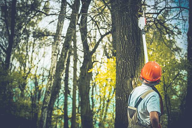 How Our Tree Care Process Works  in  Green Valley, CA